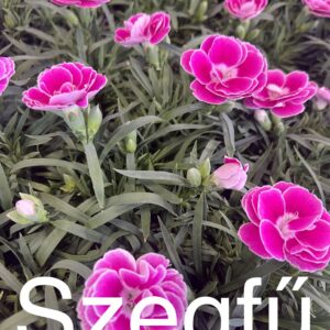 Szegfű